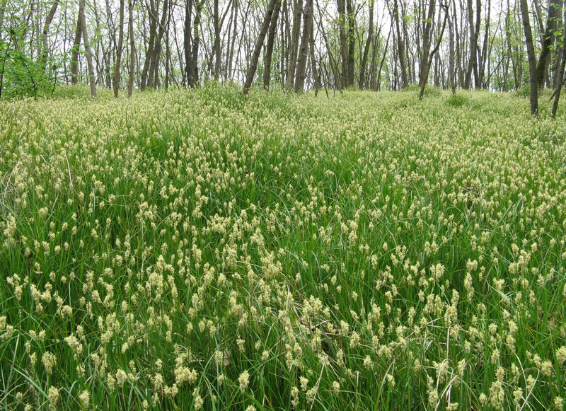 erba sottobosco - Carex sp.